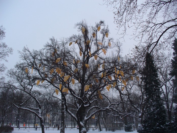 P1060934.jpg